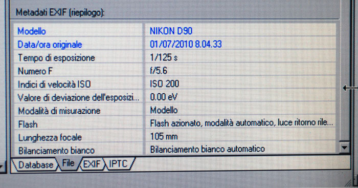 Quale Noctua? Noctua comes  (cfr.)